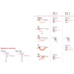 Ferme-Porte Justor CH Marquage CE pour Portes Coupe-Feu