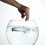 Fish Crystal Poignée sur la Plaque pour Porte Linea Calì Crystal